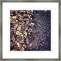 Wet Leaves In November Framed Print