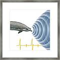 Whale Sonar Framed Print