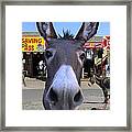 What . . . No Carrots Framed Print