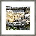What A Day Framed Print