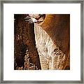 What Big Paws Framed Print