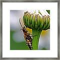What's Up There Framed Print