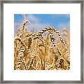 Wheat Framed Print