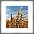 Wheat Field In A Sunny Summer Day Framed Print