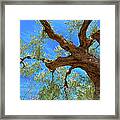 ...when Olive Trees Make A Difference Framed Print