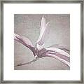 Whisper Tulip Magnolia Framed Print