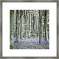 Whisp's In The Wood Framed Print