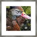 Whistling Duck Framed Print