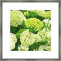 White And Green Hydrangea Flowers Framed Print