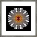 White And Orange Daffodil Flower Mandala Framed Print