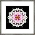 White And Pink Dahlia I Flower Mandala Framed Print