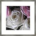 White And Pink Roses Framed Print