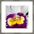 White And Purple Orchid Framed Print