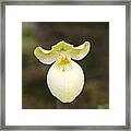 White And Yellow Orchid Framed Print
