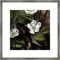 White Anemone Flowers Framed Print