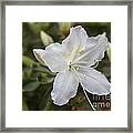 White Azalea Framed Print