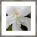 White Azalea Flower Whispers Framed Print