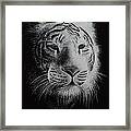 White Bengal Tiger Framed Print