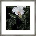 White Cala Lily 1 Framed Print
