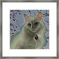 White Cat Dreams Framed Print