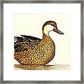 White Cheeked Pintail Framed Print