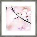 White Cherry Blossoms In The Sunlight Framed Print
