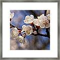 White Cherry Blossoms Framed Print