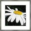 White Chrysanthemum Framed Print