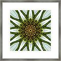 White Coneflower Mandala 12 Framed Print