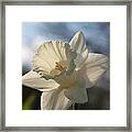 White Daffodil Framed Print