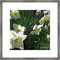 White Daffodils Framed Print