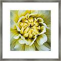 White Dahlia Framed Print