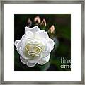 White Dawn Rose Framed Print