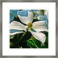 White Dogwood Flower Framed Print