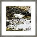 White Egret Framed Print