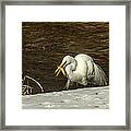 White Egret Snowy Bank Framed Print