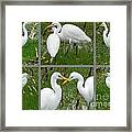 White Egrets Framed Print