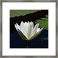 White Flower Growing Out Of Lily Pond Framed Print