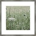 White Flower In A Meadow Framed Print
