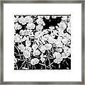 White Flowers Framed Print