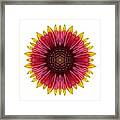 Galliardia Arizona Sun I Flower Mandala White Framed Print