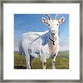 White Goat Framed Print