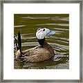 White-headed Duck Male England Framed Print