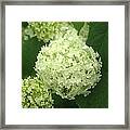 White Hydrangea Blossoms Framed Print