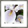 White Iris 1 Framed Print
