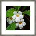 White Jungle Wildflower Framed Print