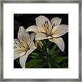 White Lilies Framed Print