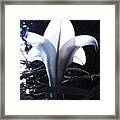 White Lily By Jan Marvin Framed Print