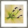 White Lily Pp-6 Framed Print