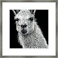 White Llama Framed Print
